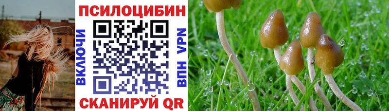 Купить где  Старая Купавна  Галлюциногенные грибы Cubensis 